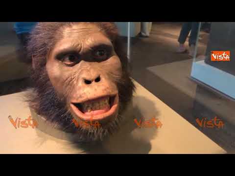 Video: Museo Nazionale Smithsoniano di Storia Naturale