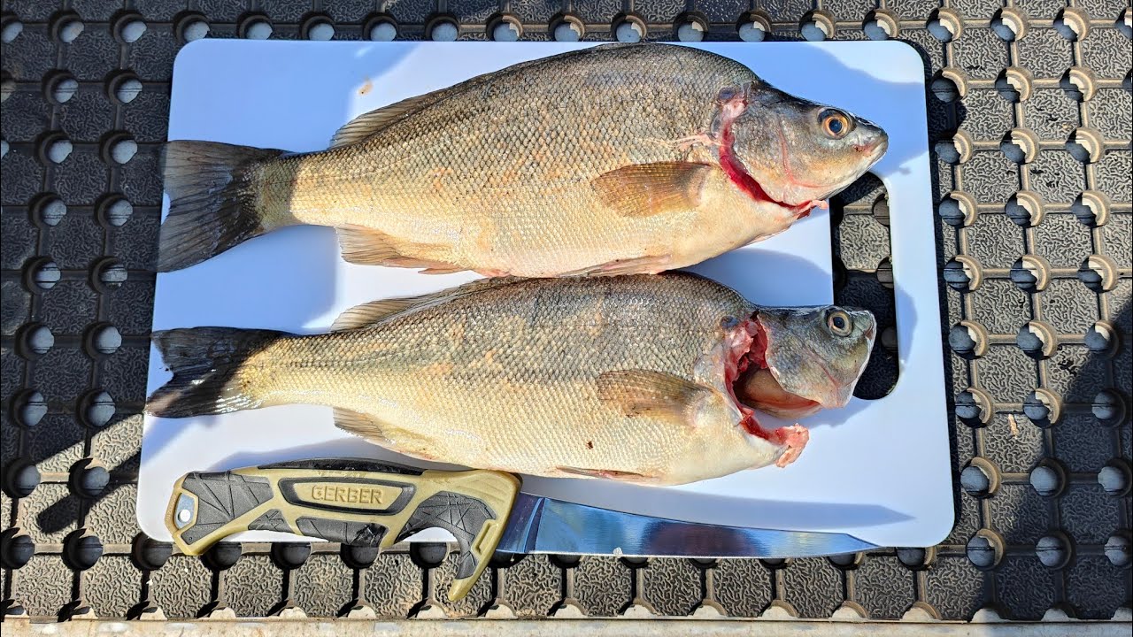 Silver Perch Catch And Cook | How to fillet fish - YouTube