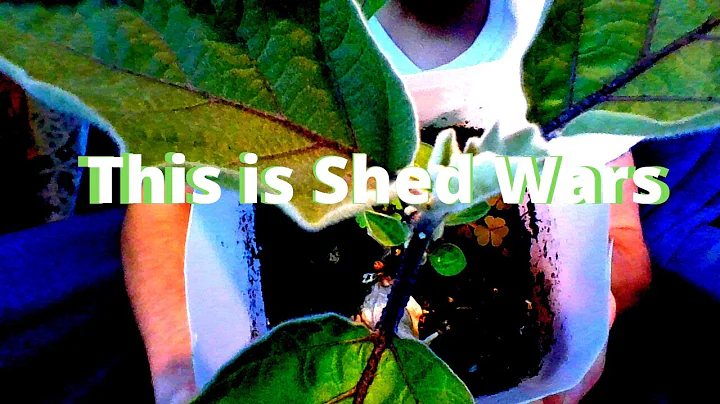 Shed Wars: Eggplants and The Sunflower Challenge