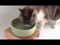 ガブッ飲みボウルでお水うまうま。ヘルスウォーターとnekozukiまんま台