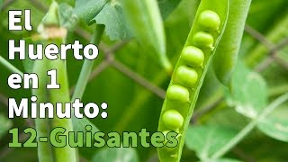 Como Plantar Guisantes Paso a Paso con Éxito 👩‍🌾👨‍🌾 Huerto Urbano en 1 minuto