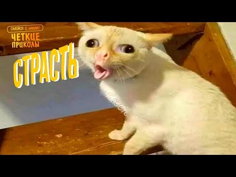 Я РЖАЛ ПОЛЧАСА. Смешные Коты и Собаки. ПРИКОЛЫ С ЖИВОТНЫМИ 2.0