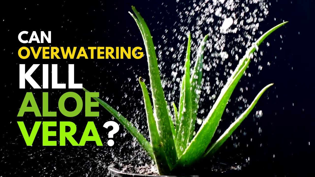Can Overwatering Kill Aloe Vera Plant? YouTube