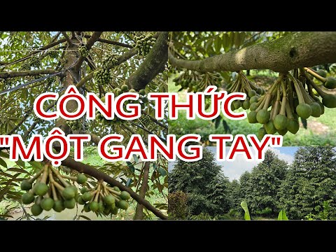 Sầu riêng KHÔNG TỈA BÔNG thì sẽ như thế nào?Cách tỉa bông công thức  MỘT GANG TAY 