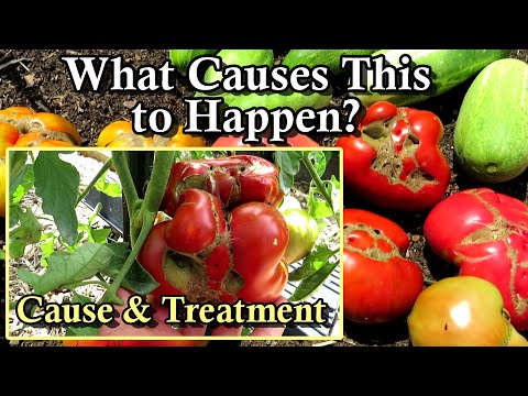 Video: Tomat Catfacing - How To Treat Catface Deformities In Tomatoes