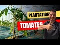 Plantation des tomates