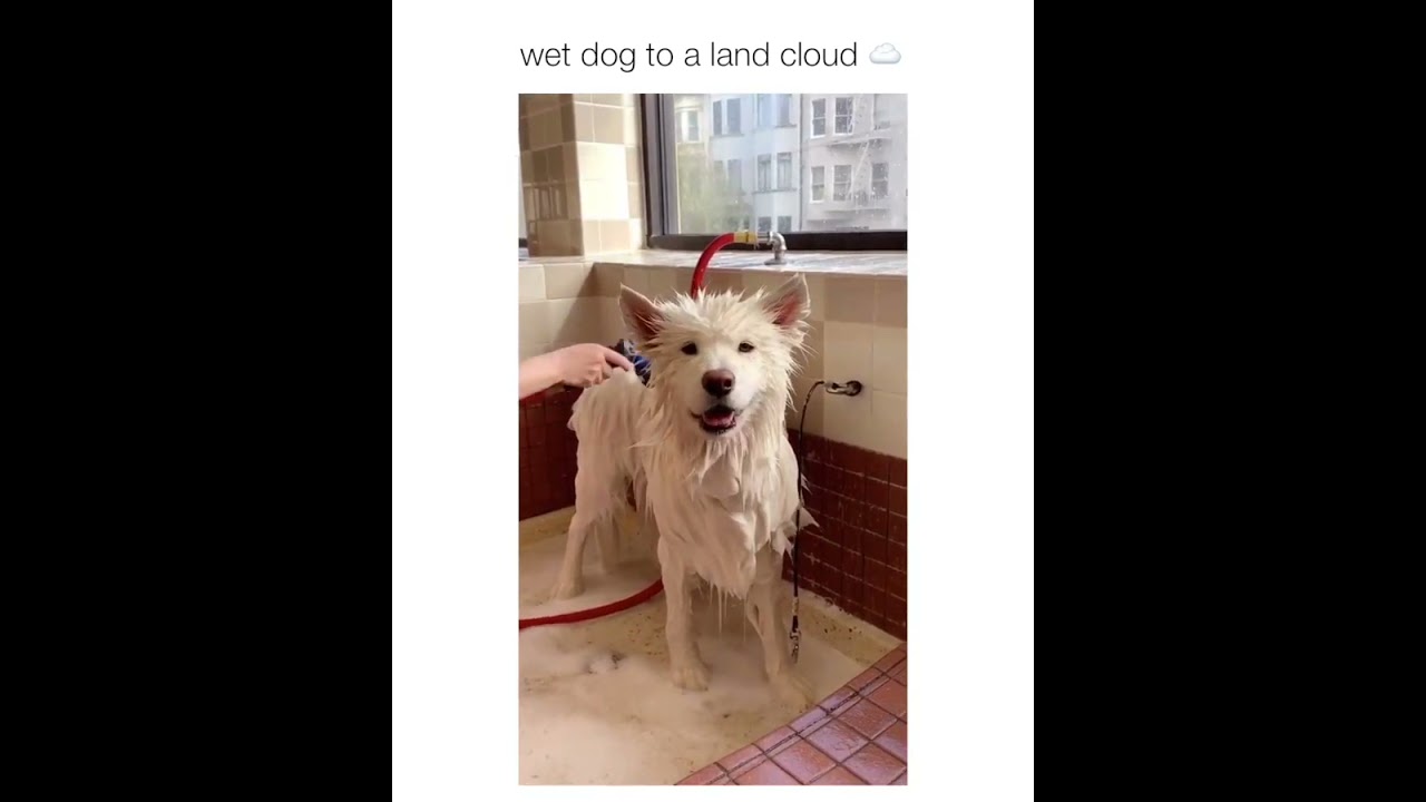 SO FLUFFY via @coconutricebear