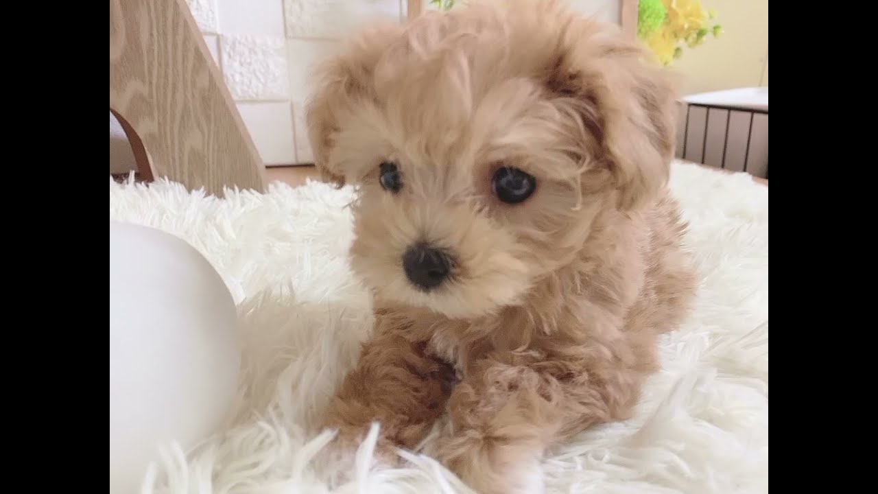 ペットショップ犬の家近江八幡店 ハーフ犬 Youtube