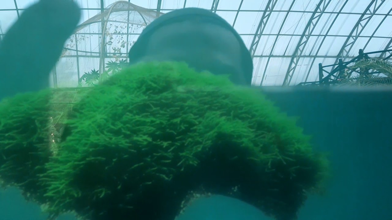 Butterfly house Botanical garden jalo park Lahore 3 YouTube