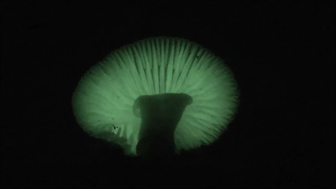 暗闇で光るキノコ ヤコウタケ 夜光茸 Youtube