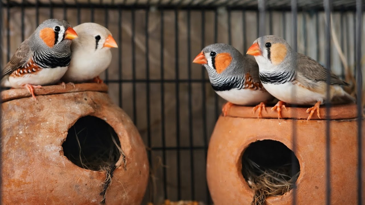 zebra finch Ke Do naye jode aa gaye