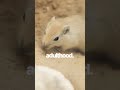 Mice  Wild vs Captive VEED