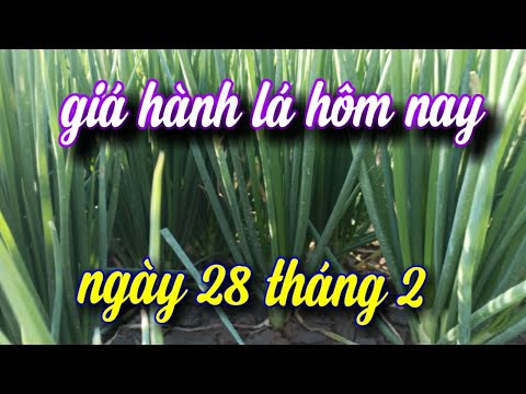 giá hành lá hôm nay ngày 28 tháng 2