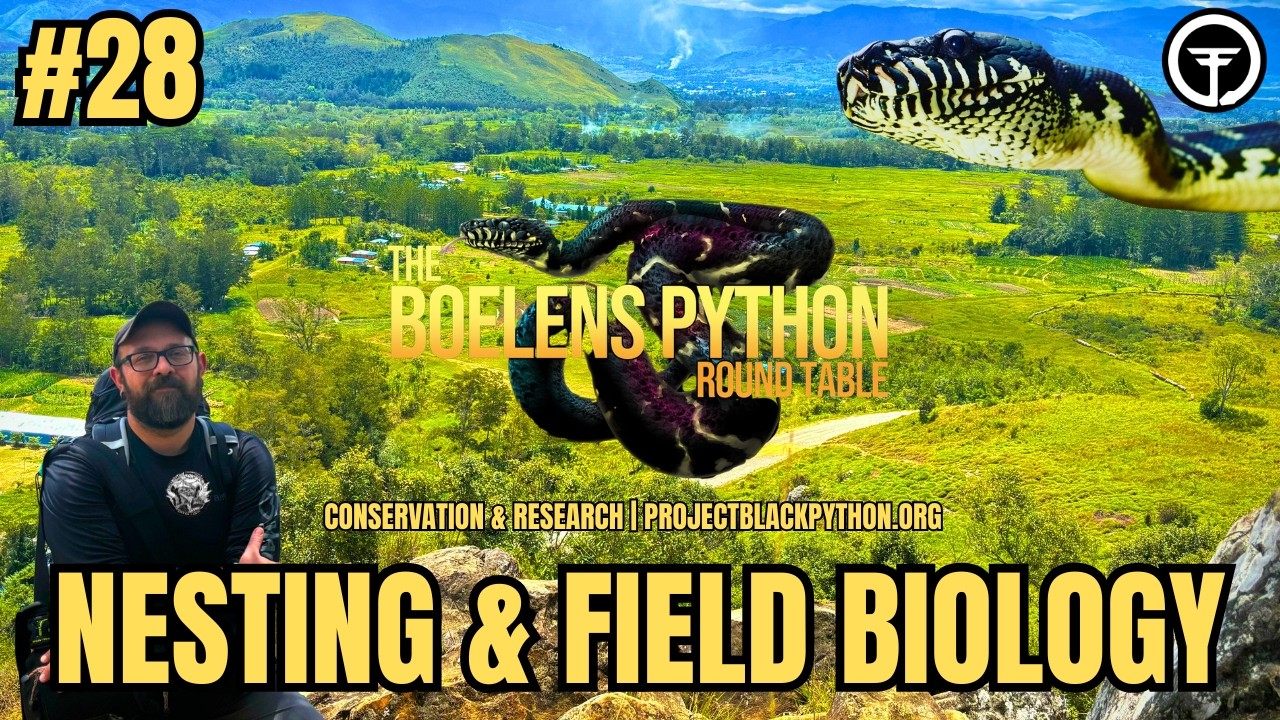 Episode 28: Nesting Ecology And Field Biology | The Boelens Python ...