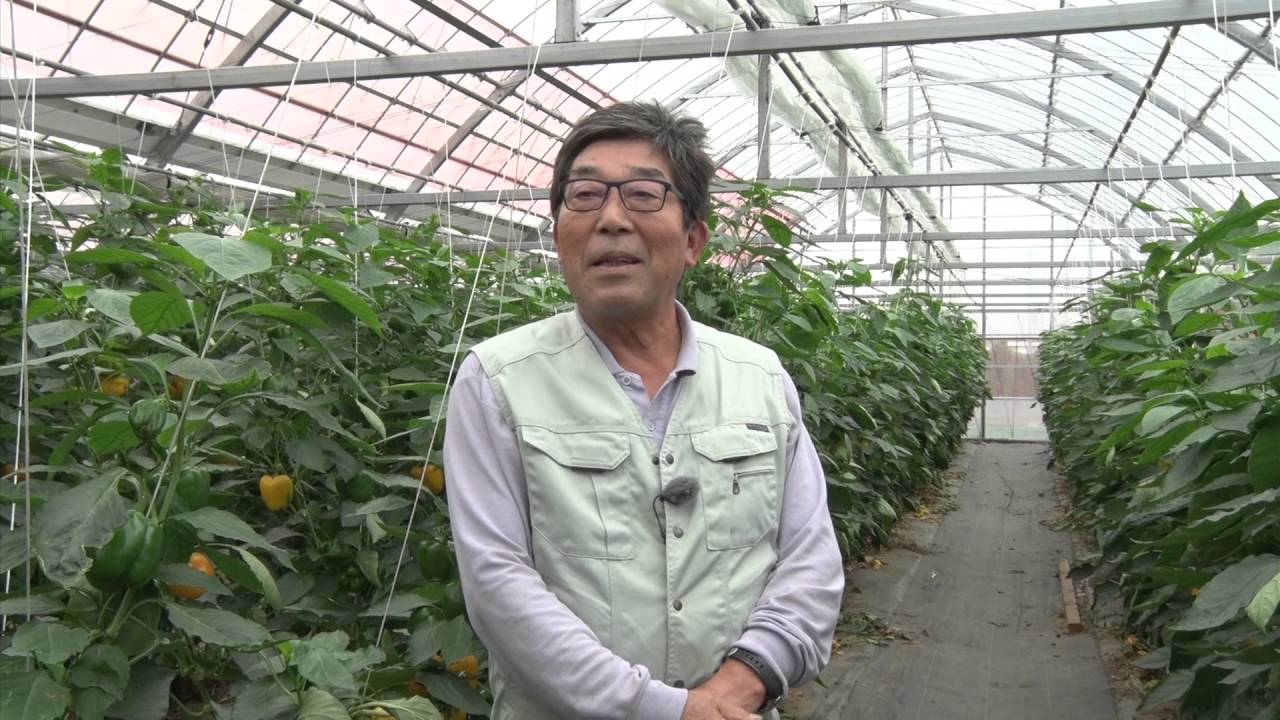 ながの旬チャンネル パプリカ栽培 五明武臣さん 長野市農業公社 Youtube