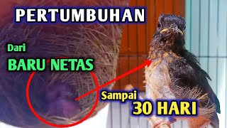 PERTUMBUHAN ANAKAN MURAI BATU, Umur 0 hari sampai umur 1 bulan