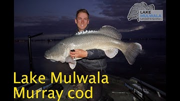 Lake Mulwala Murray cod