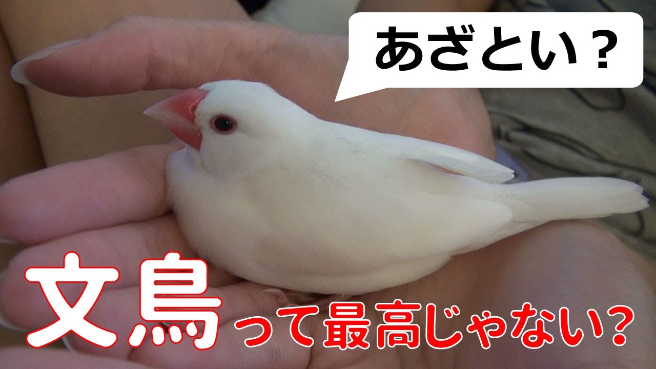 セキセイインコと白文鳥】飼ってはじめてわかる文鳥の魅力 - YouTube