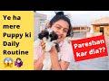 A Day With My Cute Puppy 🐶❤️ Shih Tzu Puppy | Himachal Wali の動画、YouTube動画。