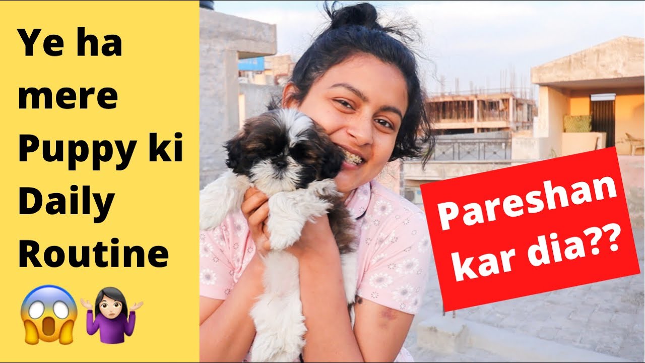 A Day With My Cute Puppy 🐶❤️ Shih Tzu Puppy