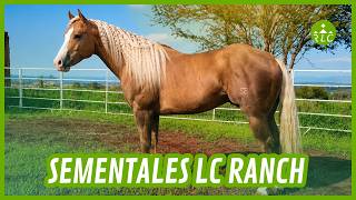 SEMENTALES DISPONIBLES - LC RANCH