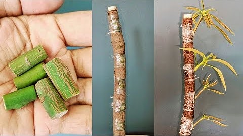 Mango Multiple Grafting New Techniques (Part-2)