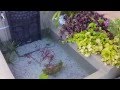 4K UHD - Pequeño jardín con estanque para peces KOI.
