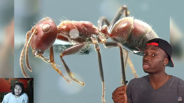 Pinkweenie Reacts to The Traumatizing Reality of Being An Ant
