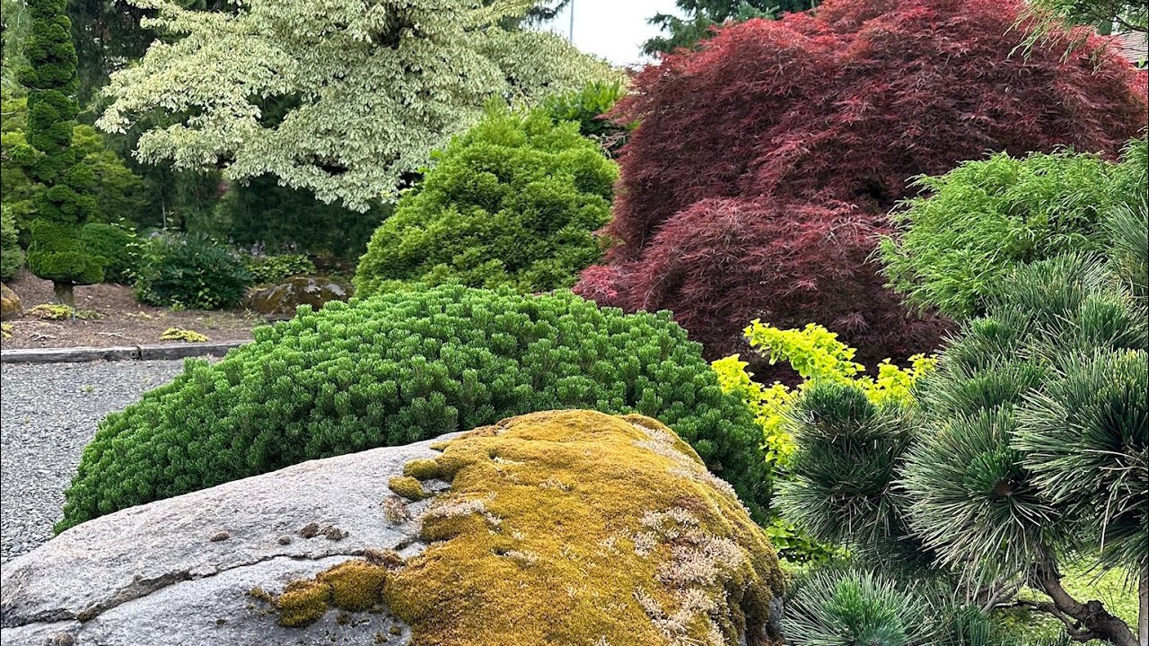 Conifer Garden Tour 🌱 ISELI NURSERY PT2