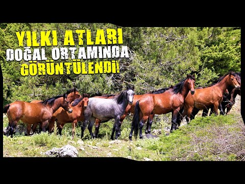 Spil Dağı’nın Özgür Bekçileri Yılkılar Eşsiz Görüntüler Oluşturdu