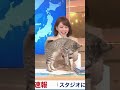 放送事故！スタジオに猫乱入w