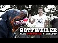 ROTTWEILER - Ein aggressiver Kampfhund? Informationen zur Rasse & Training