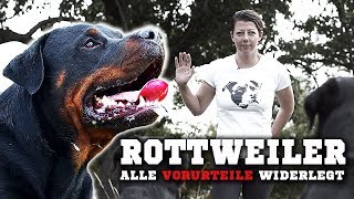 ROTTWEILER - Ein aggressiver Kampfhund? Informationen zur Rasse &amp; Training