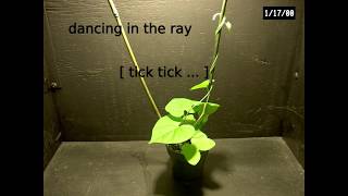 BIOL 120 LAB #9 Time lapse video