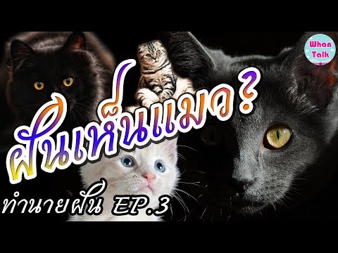 ฝันเห็นแมว หมายความว่าอย่างไร / ทำนายฝันเห็นแมว / ทำนายฝัน EP.3