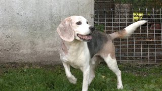 SSPTV News - Hazleton Animal Shelter's Adopt Me:  Sept. 13, 2021