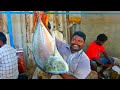 Fresh Cobia & Trevally Fish Cutting Skill / Expert Fish Cutter Mr.Selvam / CT 360*