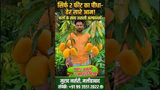 सिर्फ 3 फीट के पौधे पर आ गए अल्फांसो आम! 😱🥭 #shorts #viral #trendingshorts #farming #mango #fruit