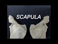 SCAPULA - GENERAL FEATURES AND ATTACHMENTS