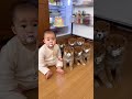 小さな指さし、大きなドラマ。#柴犬 #ショート動画 #かわいい #sora2