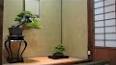 The Fascinating World of Bonsai ile ilgili video