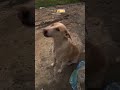 #petlover #doglove