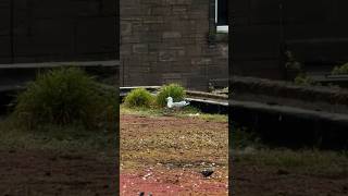 I Caught My Pet Seagull Laying An Egg...