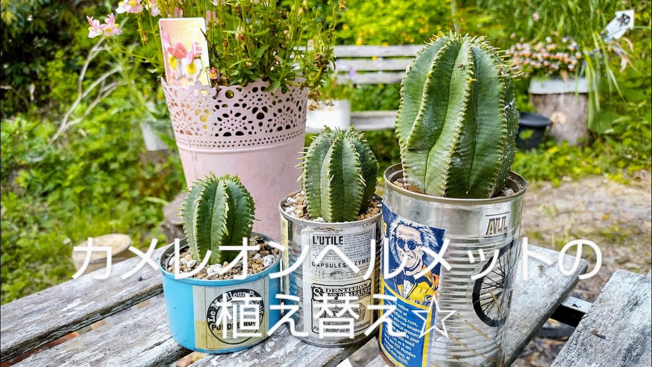 ユーフォルビア、カメレオンヘルメットの植え替え☆ - YouTube