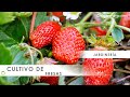 Cómo CULTIVAR FRESAS 🍓🌱 Consejos y trucos para tener las fresas mas DELICIOSAS 👩‍🌾 Hogarmania