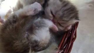 Newborn EXOTIC kitten - Day 14