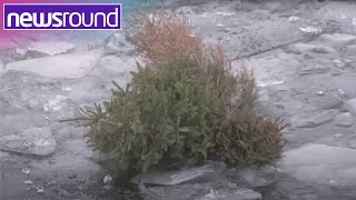 The Environmentalists throwing Christmas Trees into the water | Your Planet | Newsround