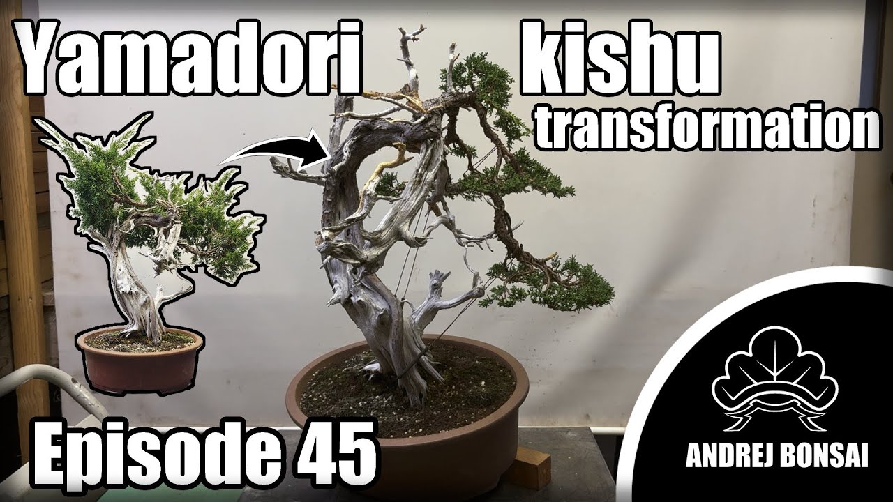 Yamadori Kishu Juniper Bonsai – From Raw Material to Structured Tree Transformation