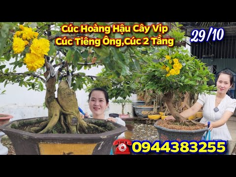 Video Chợ Mai 29/10????Cúc Thọ Hương????Bạch Mai????Cúc Tiên... - youtube