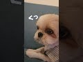 お尻が出ていることが気になって教えてあげたい悟空さん #shorts #シーズー #ペット動画